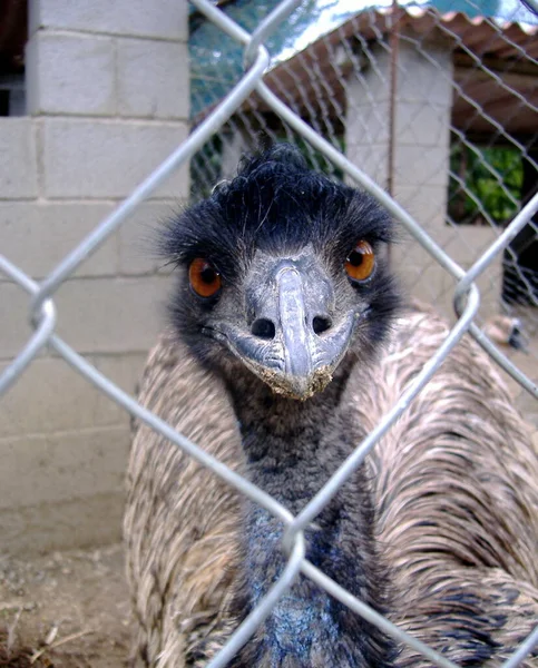 わたしは 本当に醜いのです スペインのペッティング動物園で楽しそうに撮影しました — ストック写真