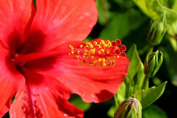 Cênica Bela Flor Hibisco Colorido — Fotografia de Stock