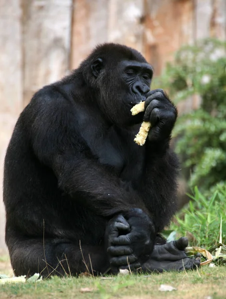 Monos Simios Animales Primarios — Foto de Stock