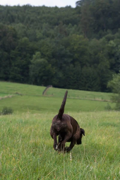 Cão Segue Seu Caminho — Fotografia de Stock