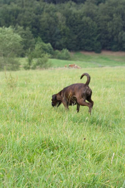 犬が道を行く — ストック写真