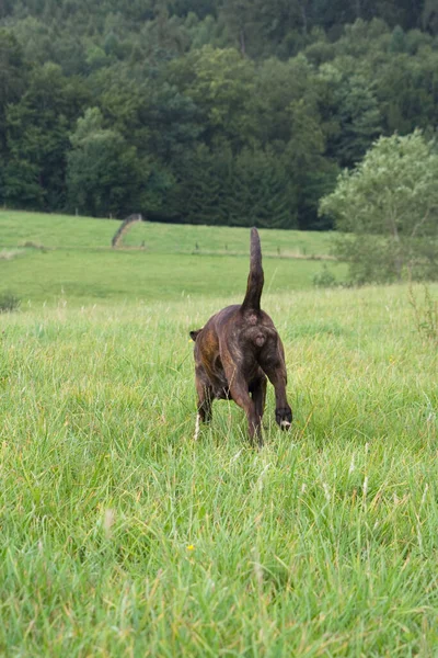 犬が道を行く — ストック写真