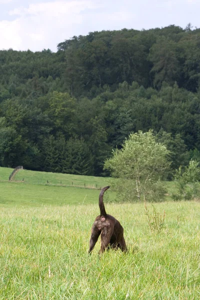 Cão Segue Seu Caminho — Fotografia de Stock