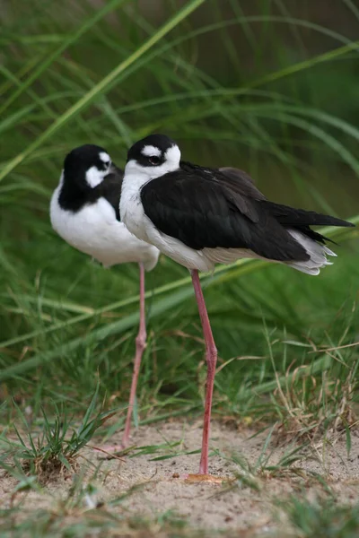 Vista Bellissimo Uccello Natura — Foto Stock