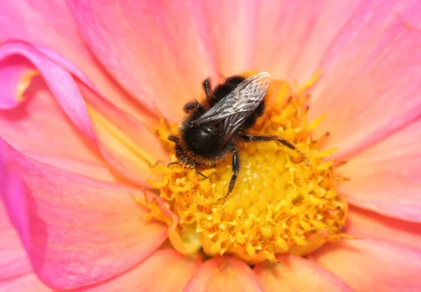 美丽的大黄蜂昆虫特写 — 图库照片
