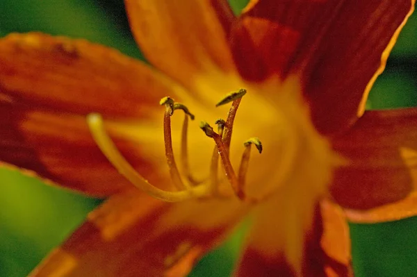 Красива Ботанічна Флора Пелюстки Квітки Лілії — стокове фото