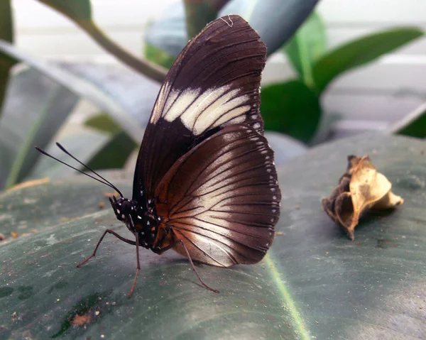 Закрытие Бабочки Дикая Концепция — стоковое фото