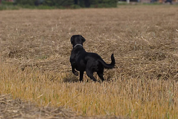 Czarny Pies Polu Ściernym — Zdjęcie stockowe