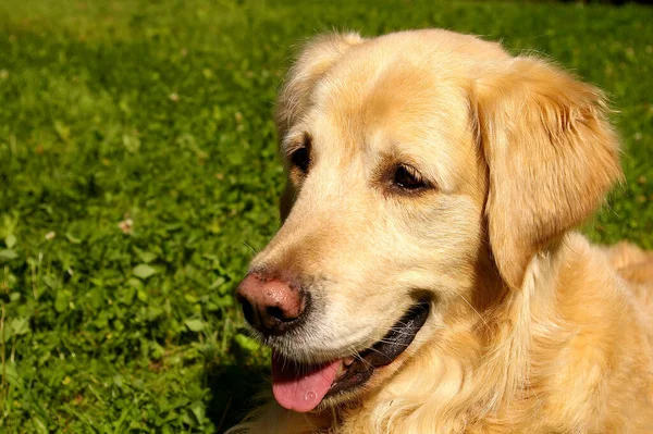 Porträt Eines Süßen Hundes — Stockfoto