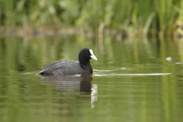 Vue Panoramique Bel Oiseau Nature — Photo