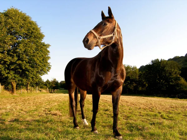 Fotografié Este Hermoso Caballo Luz Tarde — Foto de Stock