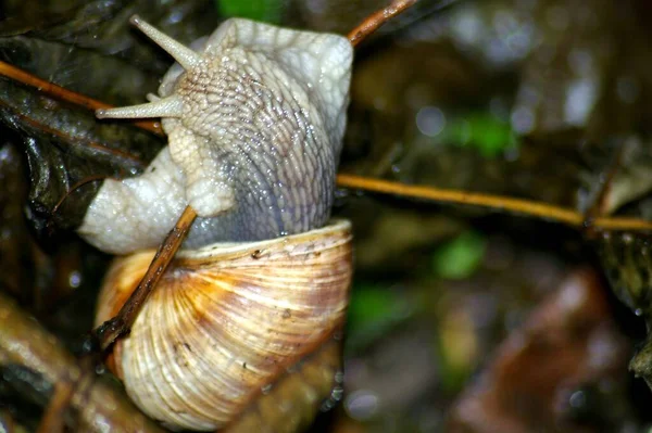 Slow Snail Slimy Animal — Stock Photo, Image