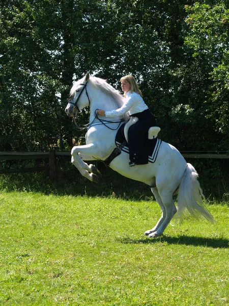 Cavalo Cavaleiro Durante Aulas Condução — Fotografia de Stock