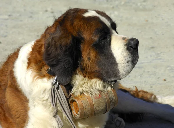 Bernhardiner Mountain Rescue Dog with Rum Fass