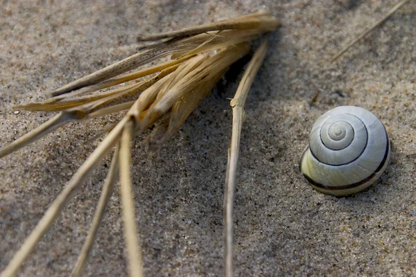 Spiaggia Scena Acqua Naturale — Foto Stock