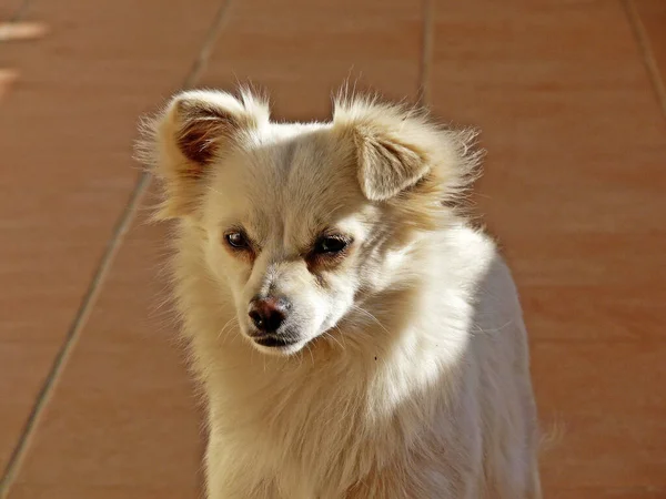 Palina Pequeño Perro Pequeño Perro Tímido —  Fotos de Stock