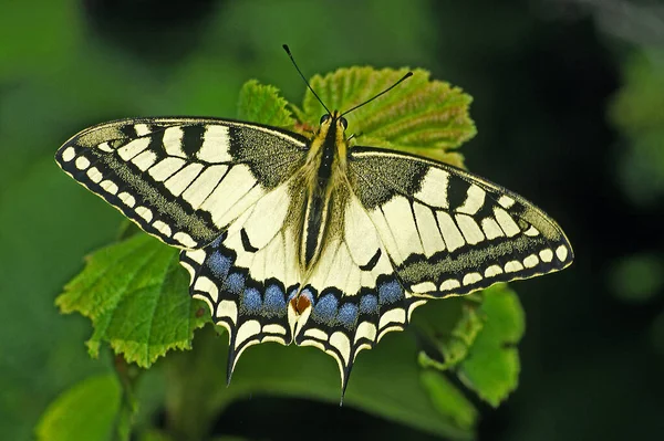 燕尾蝶 美丽的昆虫 — 图库照片
