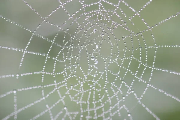 Spider Cobweb Trap Insect — Stock Photo, Image