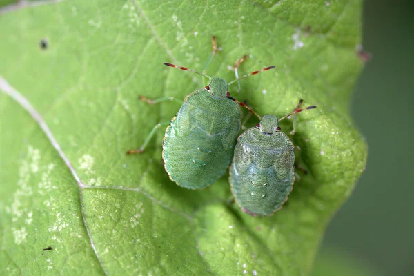 Yeşil Kokulu Böcek Larvaları — Stok fotoğraf