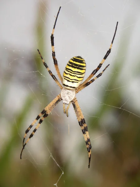 Vista Primer Plano Del Insecto Araña Avispa — Foto de Stock