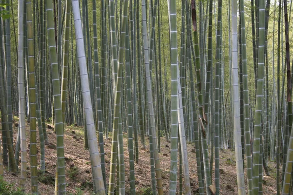 Bamboo Forest Trees Trunks — Stock Photo, Image