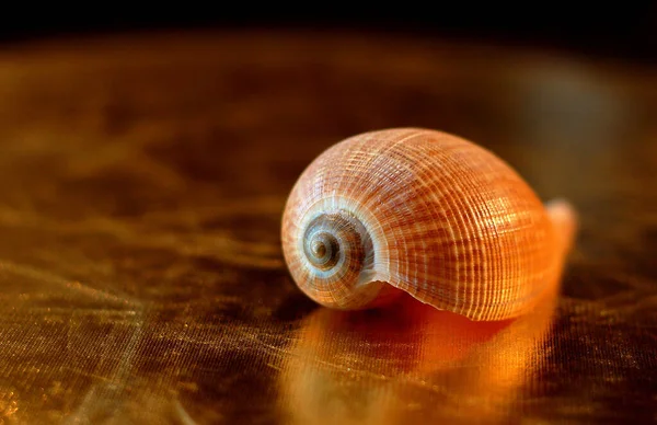 Conchiglie Marine Conchiglie Marine — Foto Stock