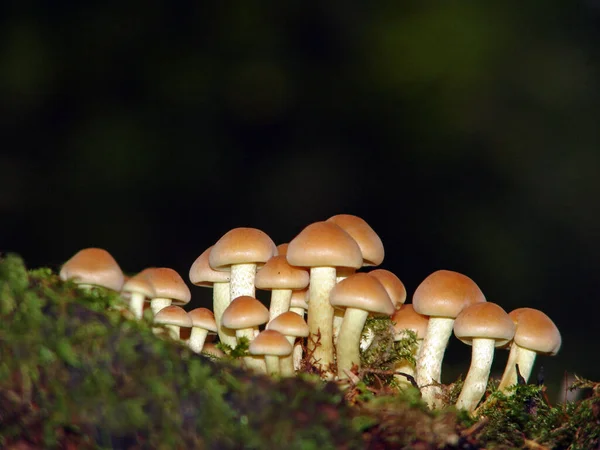 Mushrooms Growth Nature Botany Flora — Stock Photo, Image