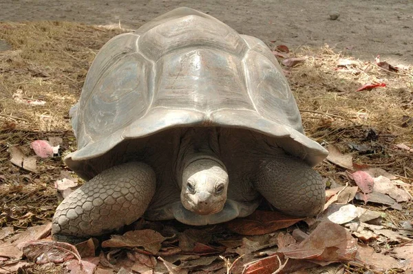 Sköldpadda Gräset — Stockfoto