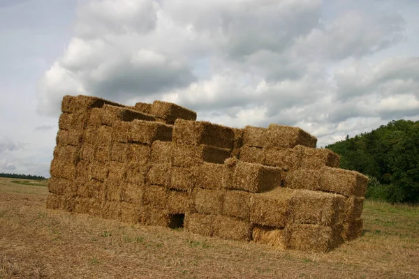 Campo Agrícola Com Fardos Palha — Fotografia de Stock