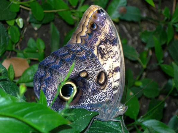 Primer Plano Mariposa Concepto Salvajismo — Foto de Stock