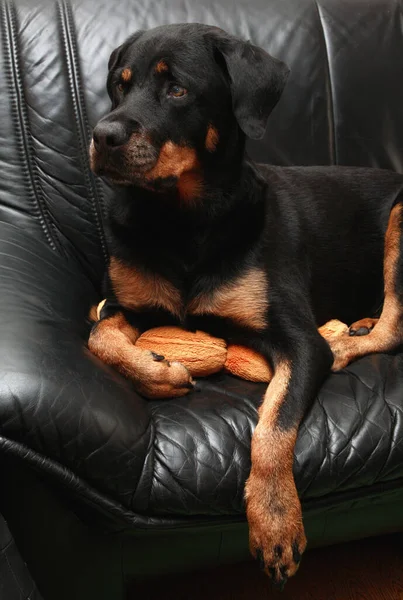 Portrait Cute Dog — Stock Photo, Image