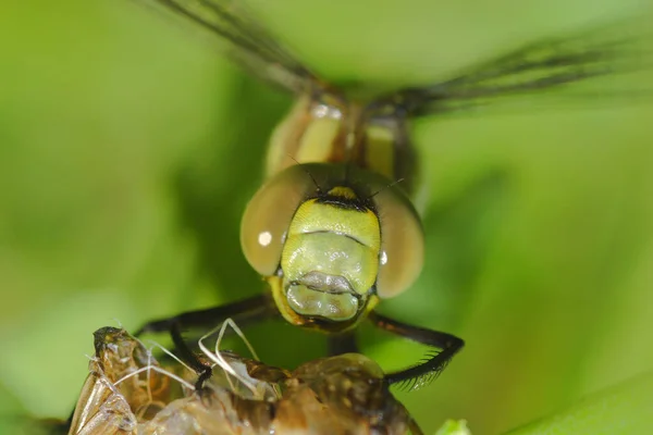 Vista Cerca Los Insectos Naturaleza —  Fotos de Stock