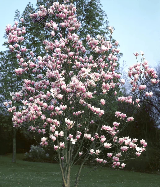 Springtime Magnolia Blossom Flower Petals — Stock Photo, Image