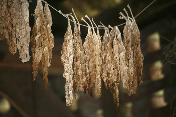 Tobacco Leaves Suspended Drying — Stock Photo, Image