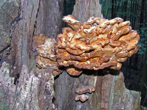 Funghi Funghi Piante Forestali Botanica Flora — Foto Stock