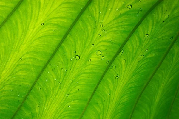 Riesiges Blatt Mit Wassertropfen Beleuchtet — Stockfoto