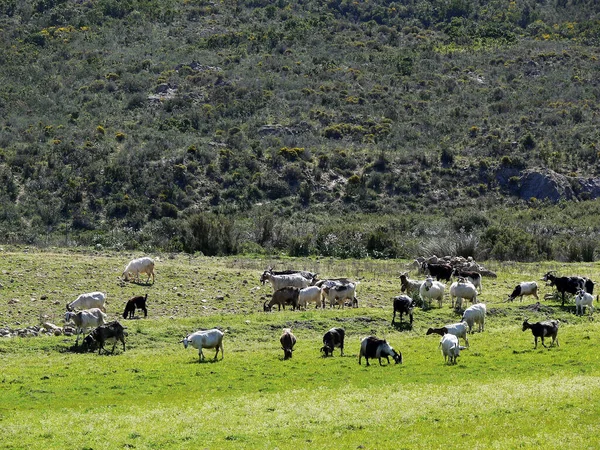 Στην Περίπτωση Του Orosei Αγέλες Αιγών Αιγών — Φωτογραφία Αρχείου