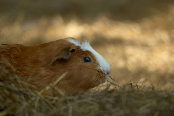 Hamster Marsvin Gnagare Djur Sällskapsdjur — Stockfoto