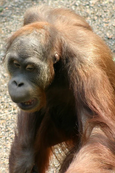 Orangutan Monkey Ape Animal — Stock Photo, Image