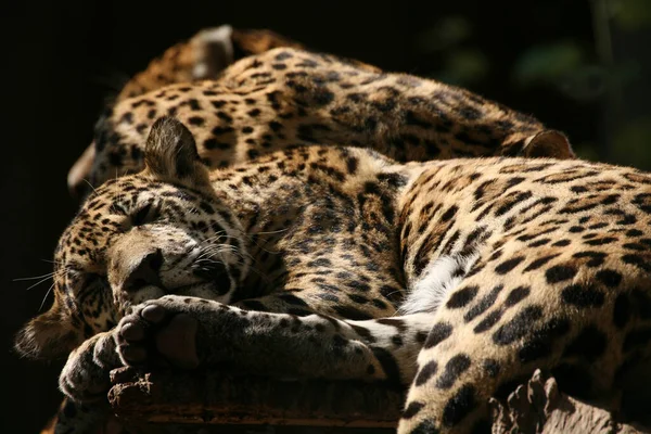 Gatos Depredadores Suaves Hermosos — Foto de Stock