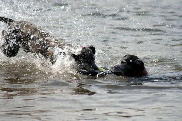 Een Grote Zwart Witte Hond Die Het Water Zwemt — Stockfoto