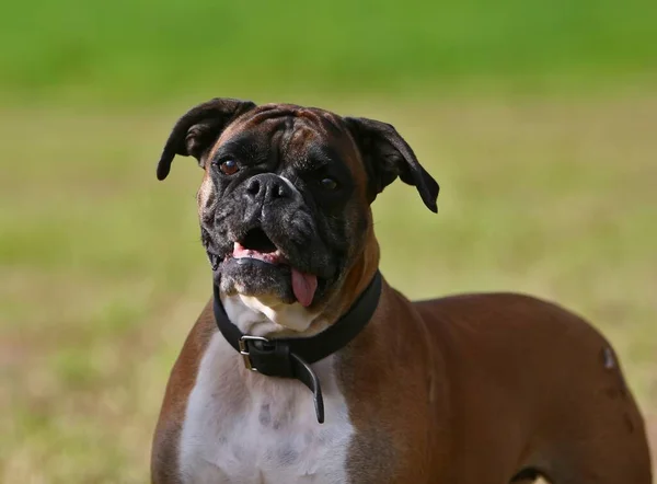 Şirin Bir Köpeğin Portresi — Stok fotoğraf