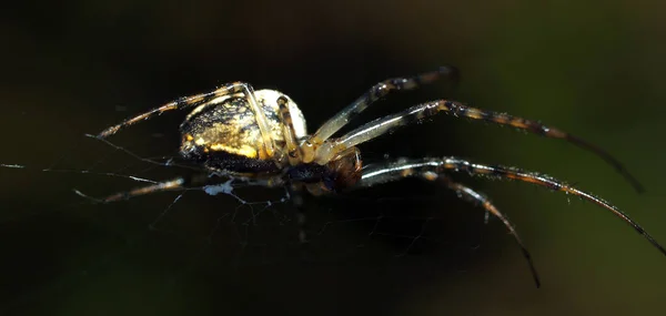 Křížený Pavouk Strašidelný Pavoučí Hmyz — Stock fotografie