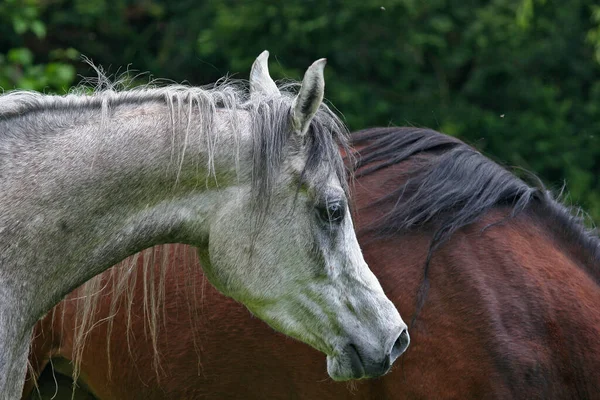 Chevaux Extérieur Jour — Photo