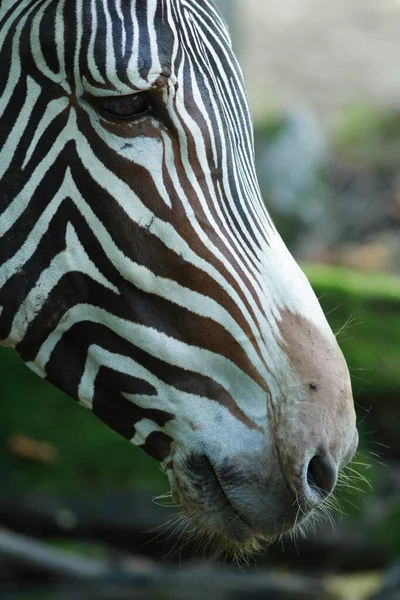 Fekete Fehér Csíkos Zebra Állat Emlős — Stock Fotó