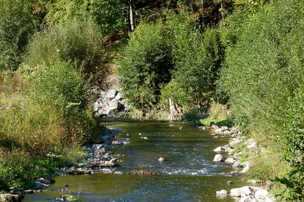 Río Bosque — Foto de Stock