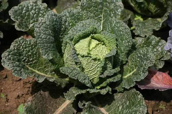 Cabbage Heads Vegetable Garden — Stock Photo, Image