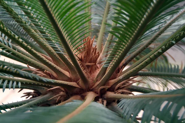 Piękne Botaniczne Ujęcie Naturalna Tapeta — Zdjęcie stockowe