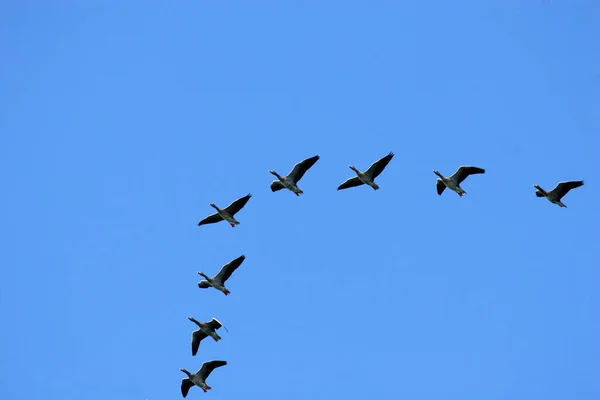 Wild geese on formation flight