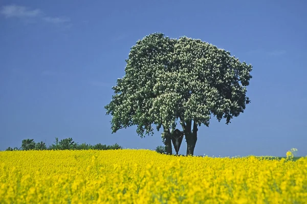 Kastanjeboom Flora Gebladerte — Stockfoto